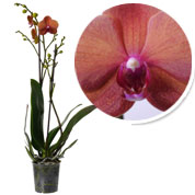 Orchid, Phalaenopsis Orange, Phalaenopsis